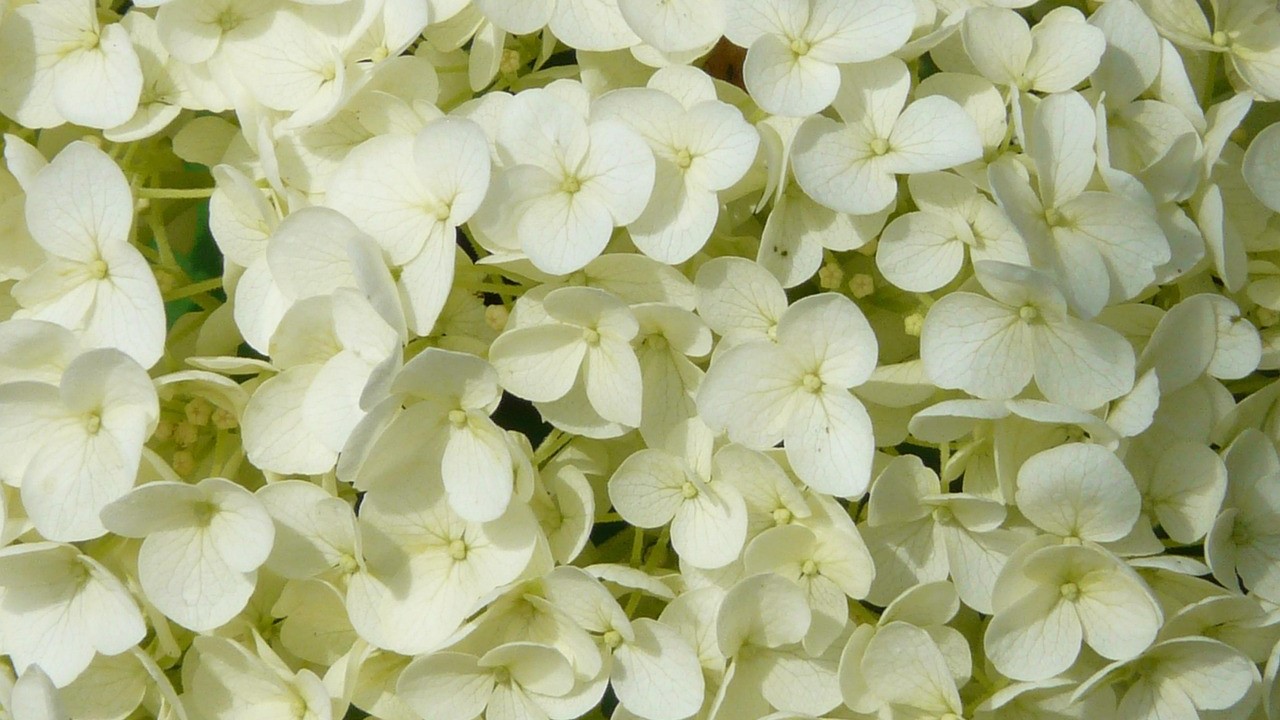white hydrangea flowers closeup